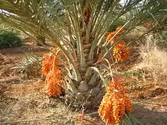 Los primeros folíolos de la hoja compuesta de la palmera datilera (Phoenix dactylifera) están modificados en espinas.