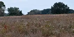 Parque estatal Brazos Bend, condado de Fort Bend, Texas, EE. UU. (8 de diciembre de 2010).