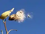 Esquizocarpo de folículos en Asclepias, separados a la madurez.