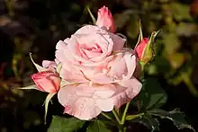 La mayoría de las rosas son de flor doble