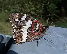 Mancha blanca característica