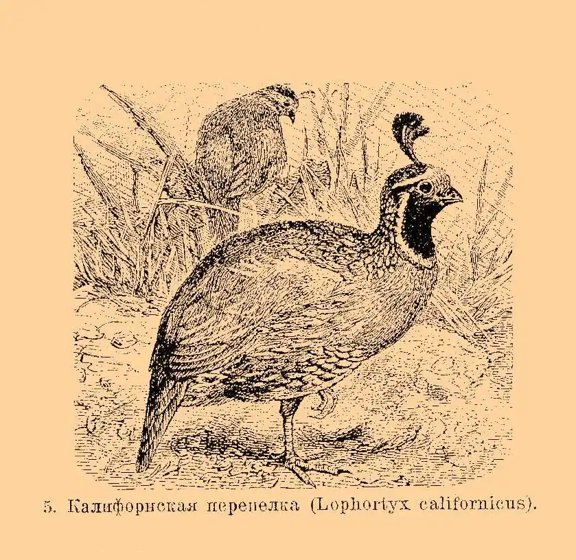 Brockhaus_and_Efron_Encyclopedic_Dictionary_b33_074-0-_5_-_Lophortyx_californicus