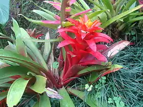 Bromelia