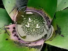 Una Neoregelia recogiendo agua.