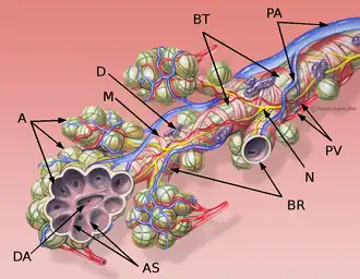 Anatomía bronquial. AS - tabique alveolar. BR - Bronquio respiratorio. BT - Bronquio terminal. D - Glándula mucosa. DA - Conducto alveolar. M - Músculo. N - Nervio. PV - Rama de la vena pulmonar. PA - Rama de la arteria pulmonar. Las venas bronquiales no están visibles.