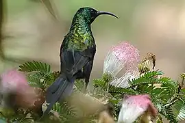 Suimanga bronceado (Nectarinia kilimensis).