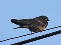 Golondrina ventriparda