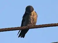 Golondrina ventriparda