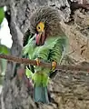 Acicalándose en el Parque nacional de Keoladeo, Bharatpur, Rajasthan, India.