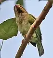 En el Parque nacional Keoladeo, Bharatpur, Rajasthan, India.