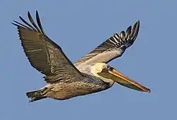 Pelícano (Pelecanus occidentalis)