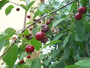 Efectos en los cerezos por Monilinia laxa.