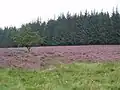 Brezales con brezos en la meseta de Gentioux, con marcada presión forestal y cierre del paisaje