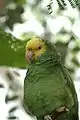 Loro de cabeza amarilla (Amazona oratrix).