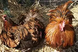 Gallus gallus domesticusGallina regional