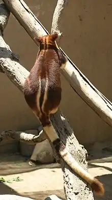 Buergers' Tree-kangaroo