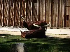 Buffalo del parque de la Tête d'Or