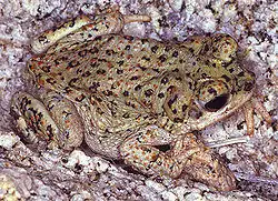 Anaxyrus punctatus