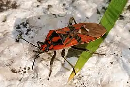 Spilostethus pandurus ♂