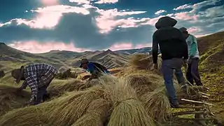 Construyendo un techo de paja con pasto local en Ocra durante una faena.