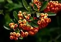 Bayas de Pyracantha