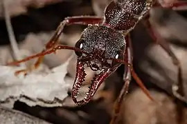 Hormiga Myrmecia sp.