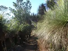 Xanthorrhoea (hierbas árbol) bordean el camino a Monte Kiangarow