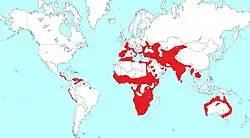      distribución de género