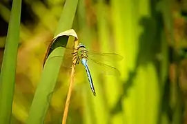 Libélula macho