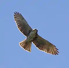 Buteo albigula.