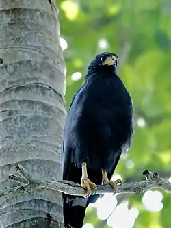 Gavilán cangrejero (Buteogallus anthracinus), en el parque nacional Cahuita.