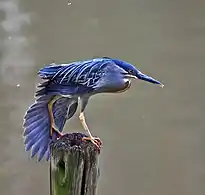 Alzando vuelo