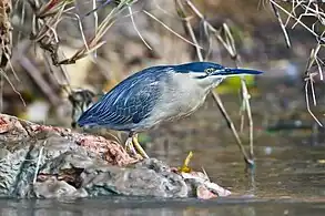 En el Rio Daintree, north Queensland