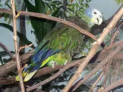 Loro de San Vicente (Amazona guildingii)