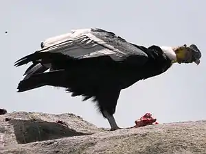 Cóndor en el Departamento del Cauca, Colombia.