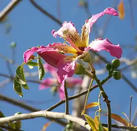 Sinandro (estambres monadelfos y sinantéreos) en el palo borracho, Chorisia speciosa, otra malvácea.