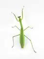 Tenodera aridifolia