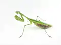 Tenodera aridifolia