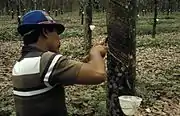 Extracción de caucho natural en Sumatra