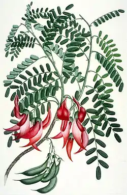 Kākābeak, (Clianthus puniceus), recogida en la bahía de Anaura, Nueva Zelanda, octubre de 1769. Grabado a color de Daniel Mackenzie a partir de boceto y acuarela de Sydney Parkinson. Museo de Historia Natural, Londres.