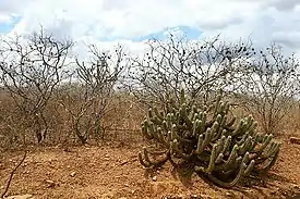 Región Caatinga o del Sertão del Brasil