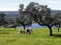 Praderías cerca del embalse