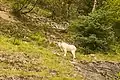 Cabra blanca (Oreamnos americanus), Bocana de Chilkoot, Skagway, Alaska.