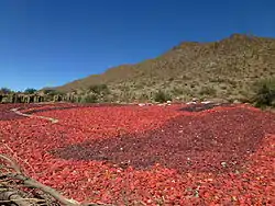 Pimientos secándose al sol en Cachi (entre los meses de marzo y mayo)