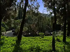 Cactus y euphorbias vistas desde el pinar