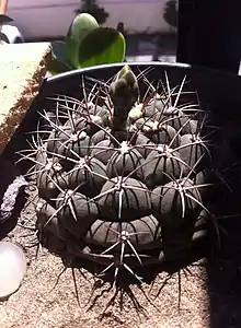 Gymnocalycium Floreciendo en el mes de mayo