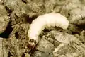 Larva de Tenebroides mauritanicus