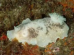 Cadlina japonica