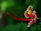 Estambres exertos en Caesalpinia pulcherrima.