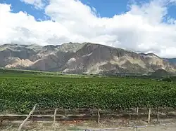 Viñedos más altos del mundo en Cafayate